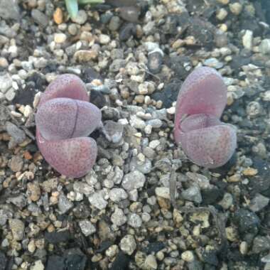 Pleiospilos nelii 'Royal Flush'