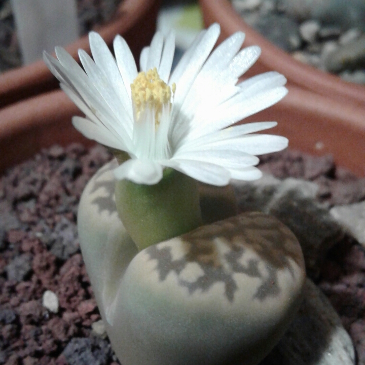 Plant image Lithops Karasmontana Bella