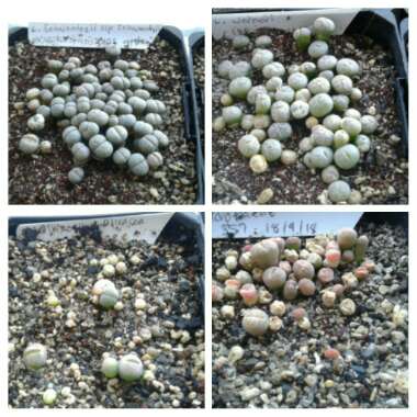 Lithops