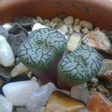 Conophytum Minimum Wittebergense