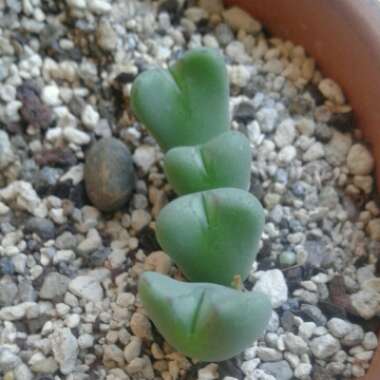 Conophytum Igniflorum