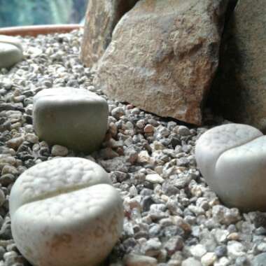 Lithops