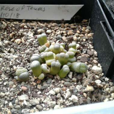 Lithops Verruculosa 'Rose of Texas'