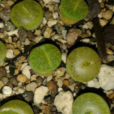 Lithops Lesliei Albinica