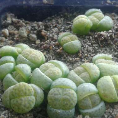 Lithops Fulviceps v. Fulviceps Aurea