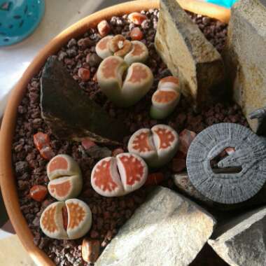 Lithops Karasmontana Lateritia