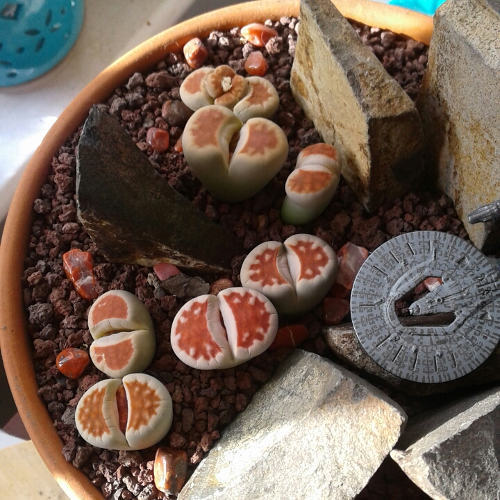 Plant image Lithops Karasmontana Lateritia