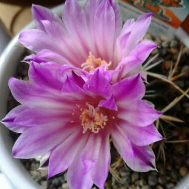 Stenocactus phyllacanthus syn.Stenocactus tricuspidatus