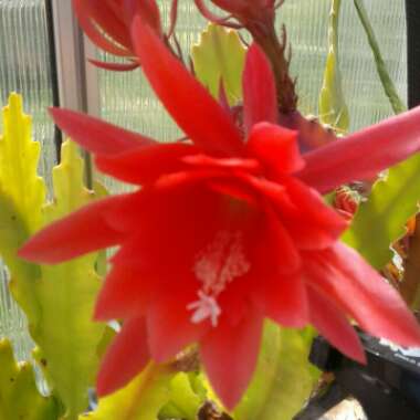 Epiphyllum