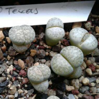 Lithops Verruculosa 'Rose of Texas'