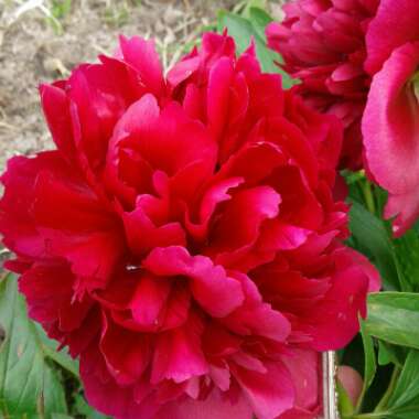 Paeonia 'Red Charm'