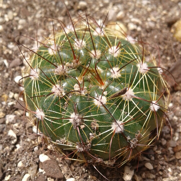 Plant image Parodia Ottonis