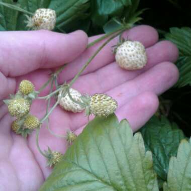 Fragaria vesca f. alba