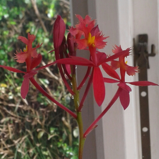 Plant image Epidendrum