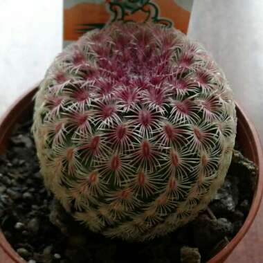 Echinocereus pectinatus rubispinus