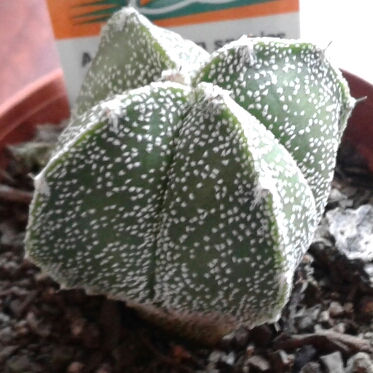 Astrophytum myriostigma