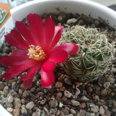 Rebutia mentosa syn. Sulcorebutia mentosa