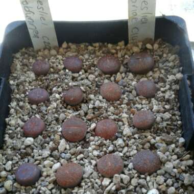 Lithops Lesliei Rubro Brunner C017