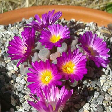 Frithia Pulchra