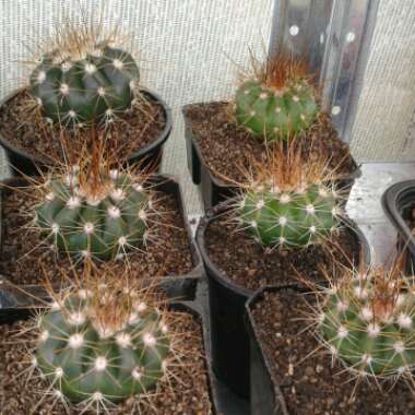 Melocactus