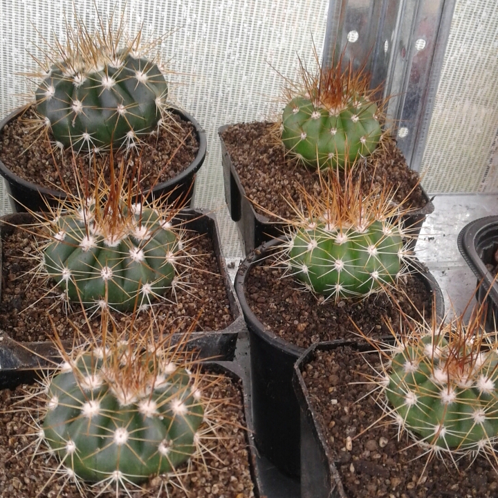 Plant image Melocactus