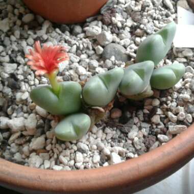 Conophytum Igniflorum