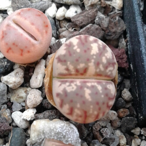 Plant image Lithops Dorotheae F357