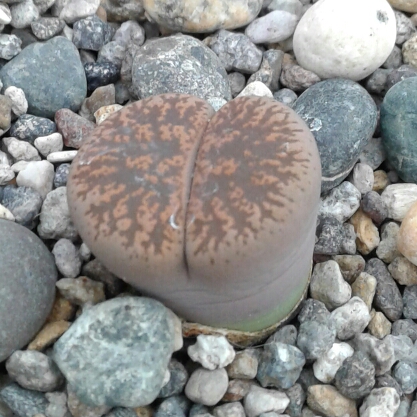 Plant image Lithops Lesliei var. Hornii