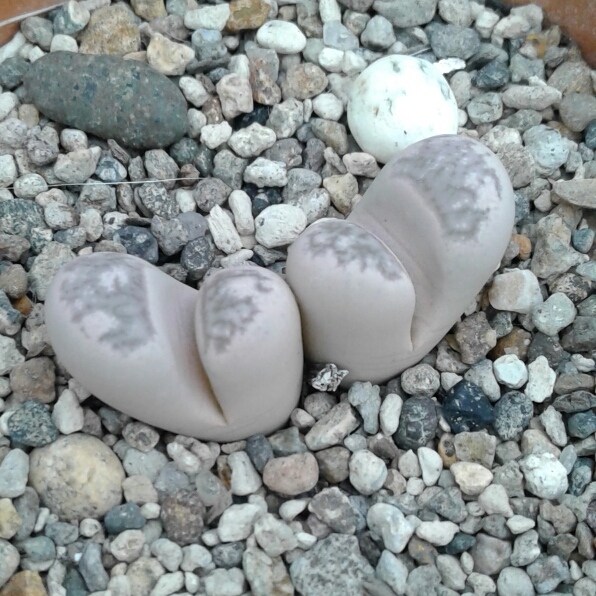 Plant image Lithops Herrei