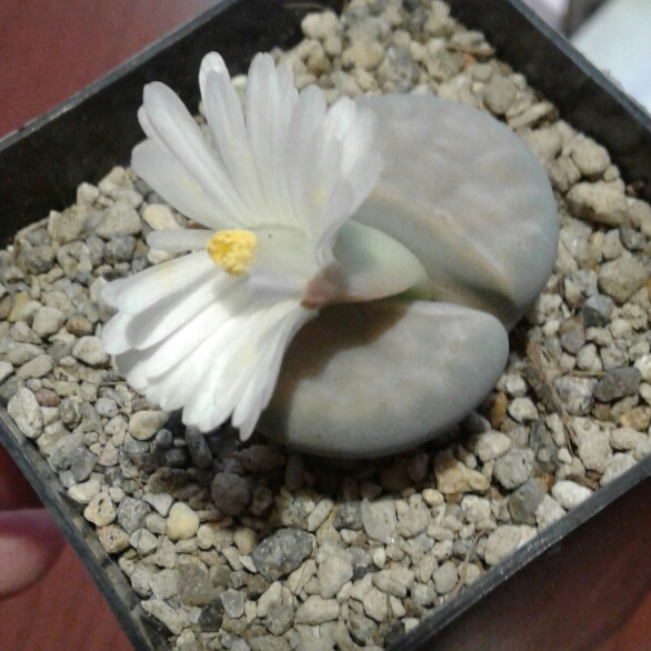 Plant image Lithops Karasmontana