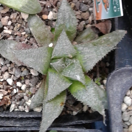 Plant image Haworthia mirabilis