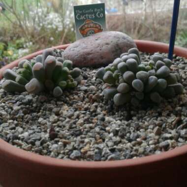 Frithia Pulchra