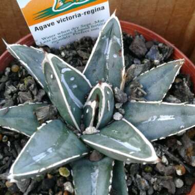 Agave 'victoriae-reginae'