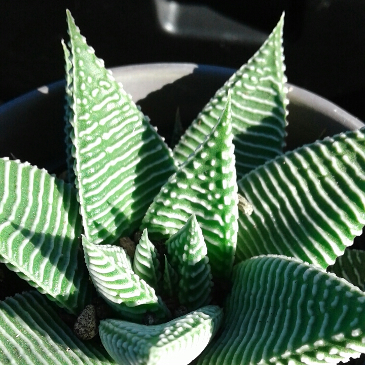 Plant image Haworthiopsis limifolia 'Spider White' syn. Haworthia limifolia 'Spider White'