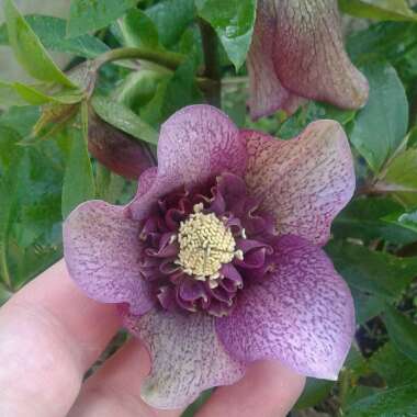 Helleborus x hybridus 'Tutu'