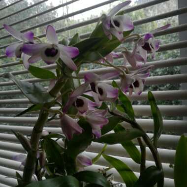 Dendrobium Nobile