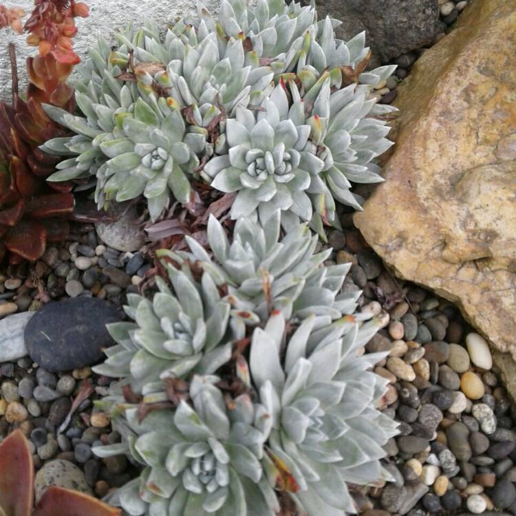 plant image 1377860