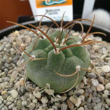 Matucana madisoniorum