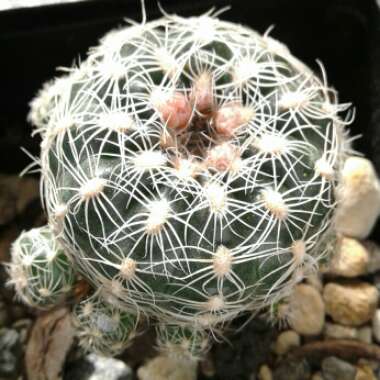 Gymnocalycium Bruchii