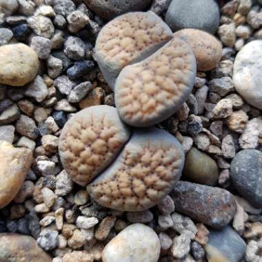 Lithops Verruculosa Inae C178