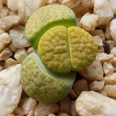 Lithops