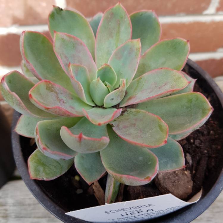 Plant image Echeveria Hera