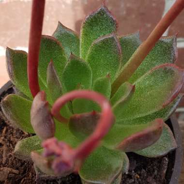 Echeveria