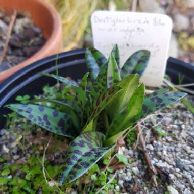 Dactylorhiza maculata