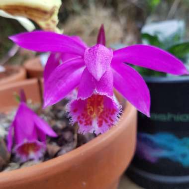 Pleione 'Tongariro'