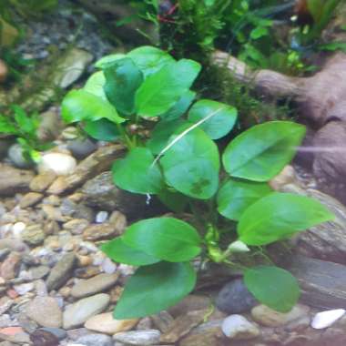 Anubias barteri var. nana