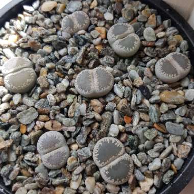 Lithops Lesliei var. Venteri C1