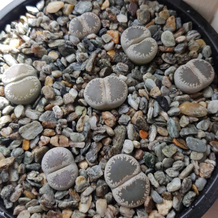 Plant image Lithops Lesliei var. Venteri C1