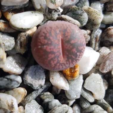 Lithops Lesliei Rubro Brunner C017