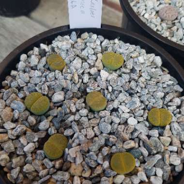 Lithops Lesliei Albinica